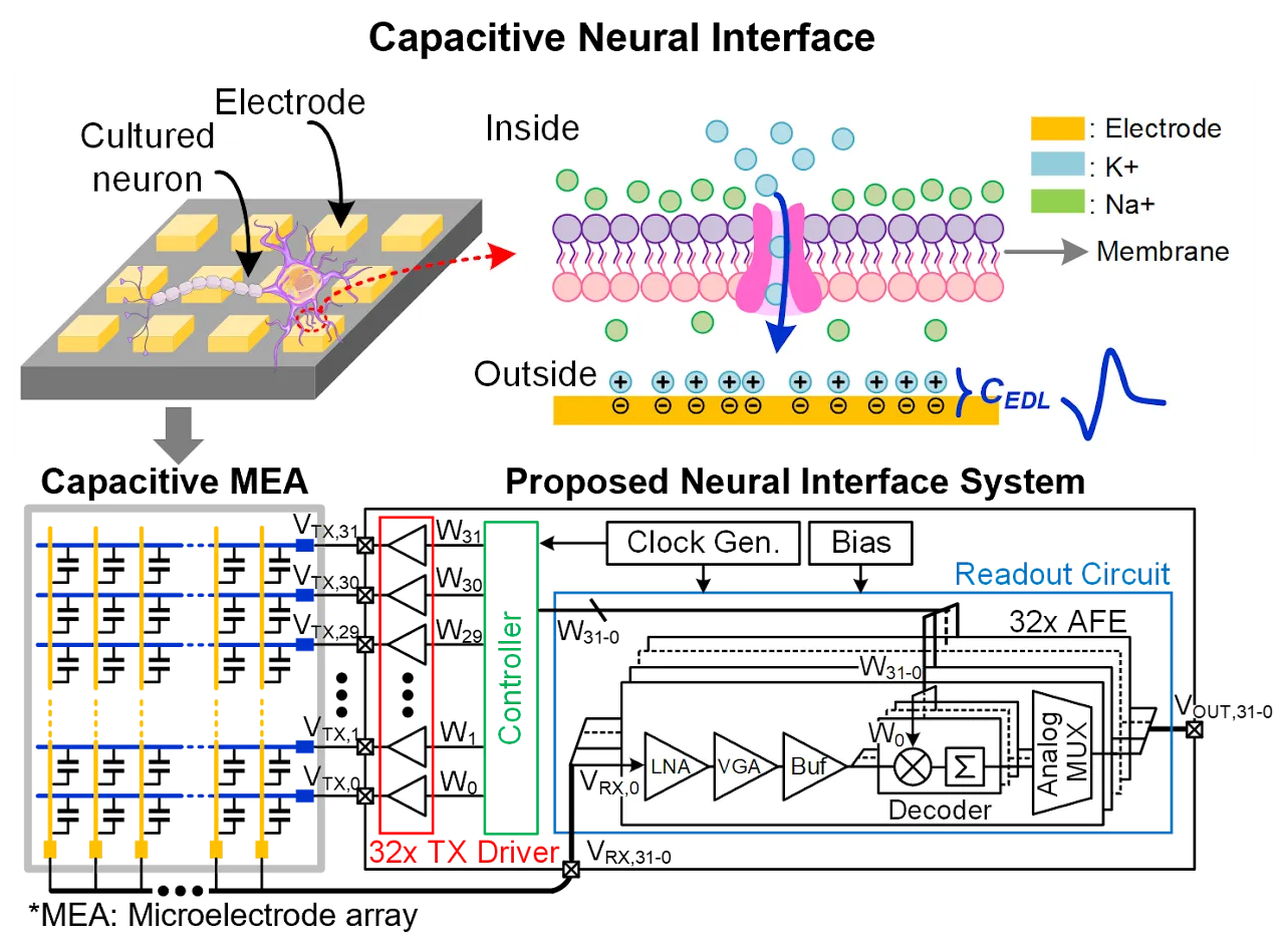 Capacitive neural interface concept and proposed high-density neural readout system.